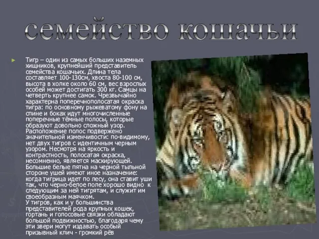 Тигр – один из самых больших наземных хищников, крупнейший представитель семейства кошачьих.