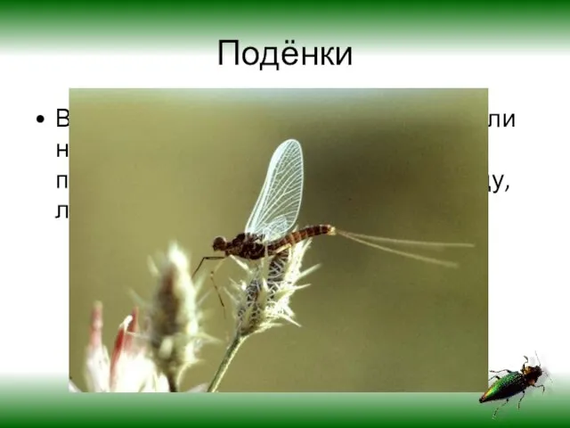 Подёнки Во взрослом состоянии живут один или несколько дней. Взрослые особи не