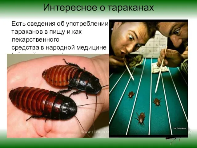 Интересное о тараканах Есть сведения об употреблении тараканов в пищу и как