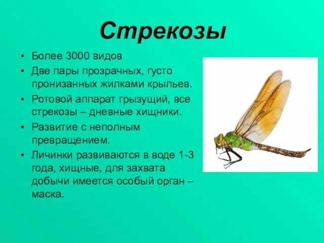 Стрекозы Более 3000 видов Две пары прозрачных, густо пронизанных жилками крыльев. Ротовой