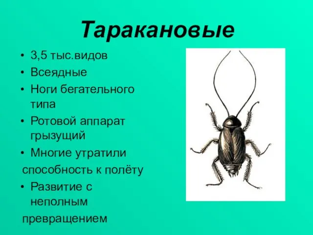 Таракановые 3,5 тыс.видов Всеядные Ноги бегательного типа Ротовой аппарат грызущий Многие утратили