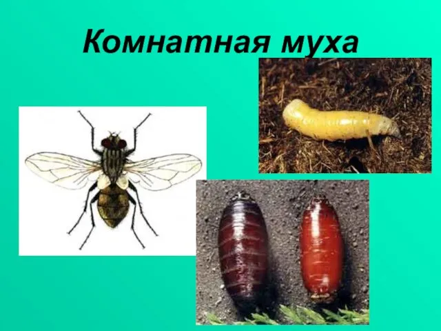 Комнатная муха