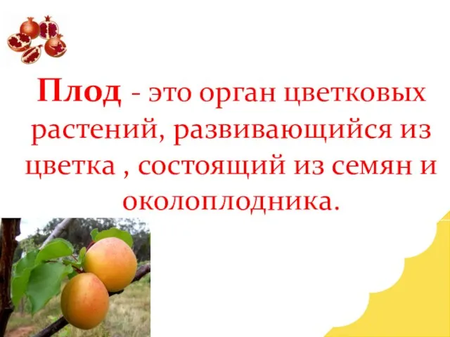 Плод - это орган цветковых растений, развивающийся из цветка , состоящий из семян и околоплодника.