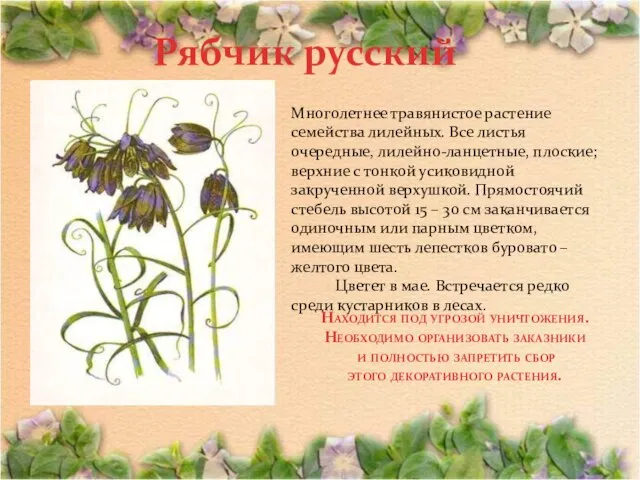 Рябчик русский Многолетнее травянистое растение семейства лилейных. Все листья очередные, лилейно-ланцетные, плоские;