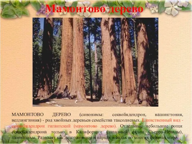 Мамонтово дерево МАМОНТОВО ДЕРЕВО (синонимы: секвойядендрон, вашингтония, веллингтония) - род хвойных деревьев