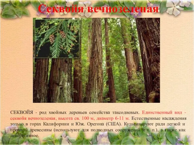 Секвойя вечнозеленая СЕКВОЙЯ - род хвойных деревьев семейства таксодиевых. Единственный вид -