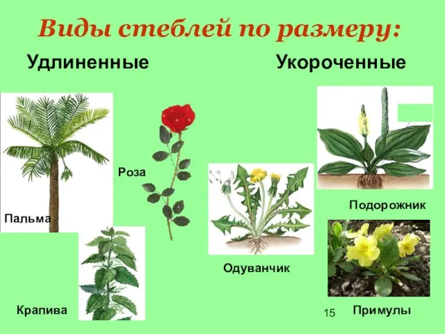 Виды стеблей по размеру: Удлиненные Укороченные Крапива Пальма Роза Подорожник роза Примулы Одуванчик