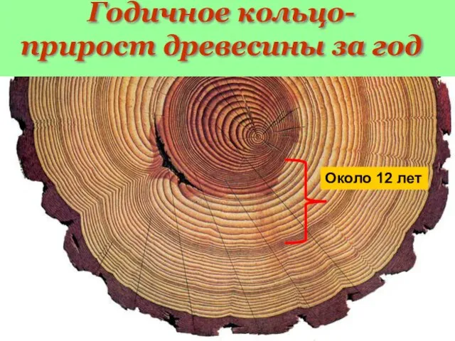 Годичное кольцо- прирост древесины за год По годичным кольцам можно: 1. Подсчитать