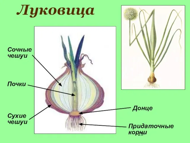 Луковица Сочные чешуи Сухие чешуи Почки Донце Придаточные корни