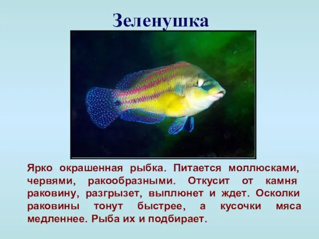Зеленушка Ярко окрашенная рыбка. Питается моллюсками, червями, ракообразными. Откусит от камня раковину,