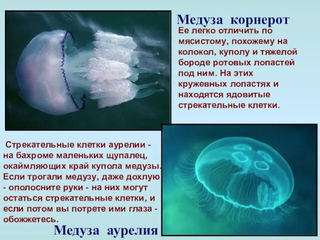 Медуза корнерот Ее легко отличить по мясистому, похожему на колокол, куполу и