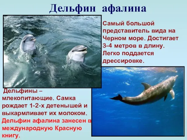 Дельфин афалина Самый большой представитель вида на Черном море. Достигает 3-4 метров