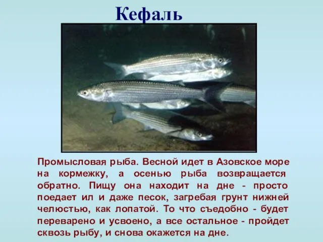 Кефаль Промысловая рыба. Весной идет в Азовское море на кормежку, а осенью