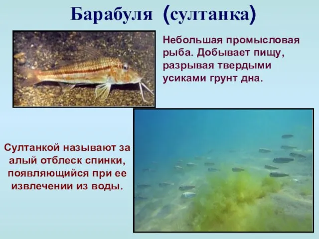Барабуля (султанка) Небольшая промысловая рыба. Добывает пищу, разрывая твердыми усиками грунт дна.