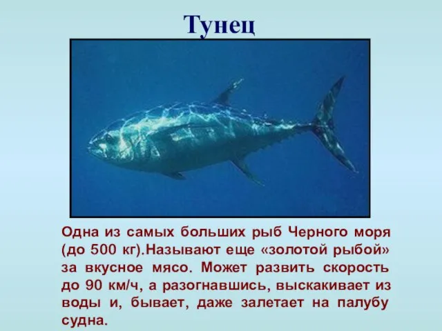 Тунец Одна из самых больших рыб Черного моря (до 500 кг).Называют еще