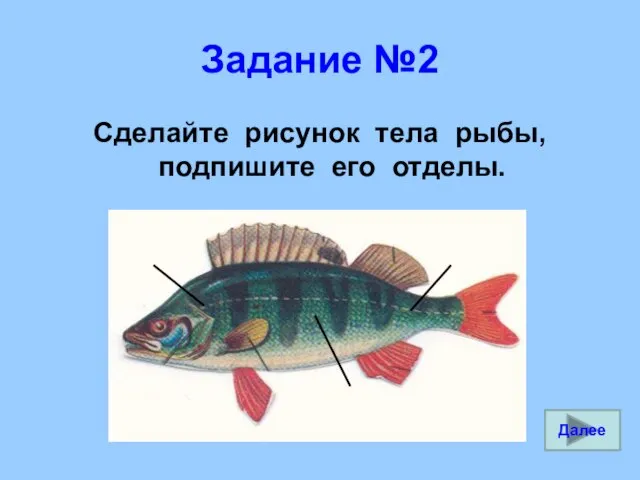 Задание №2 Сделайте рисунок тела рыбы, подпишите его отделы. Далее
