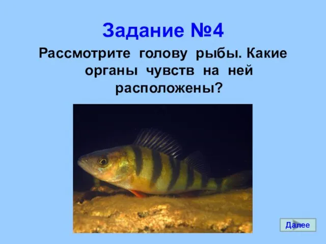 Задание №4 Рассмотрите голову рыбы. Какие органы чувств на ней расположены? Далее