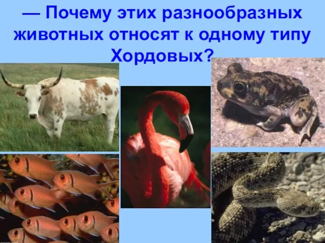 — Почему этих разнообразных животных относят к одному типу Хордовых?