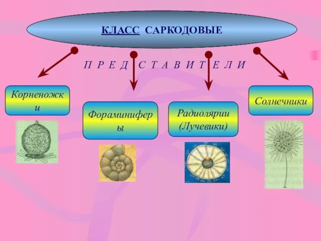 КЛАСС САРКОДОВЫЕ П Р Е Д С Т А В И Т Е Л И