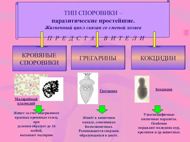 ТИП СПОРОВИКИ – паразитические простейшие. Жизненный цикл связан со сменой хозяев П