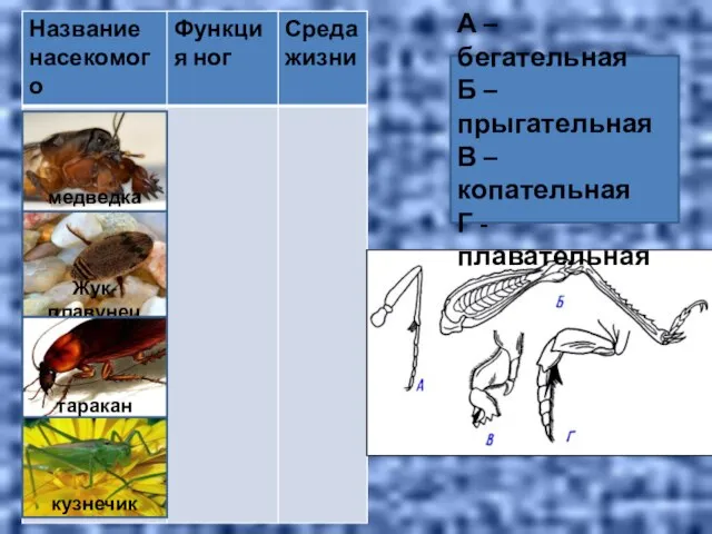 А – бегательная Б – прыгательная В – копательная Г - плавательная медведка Жук-плавунец таракан кузнечик