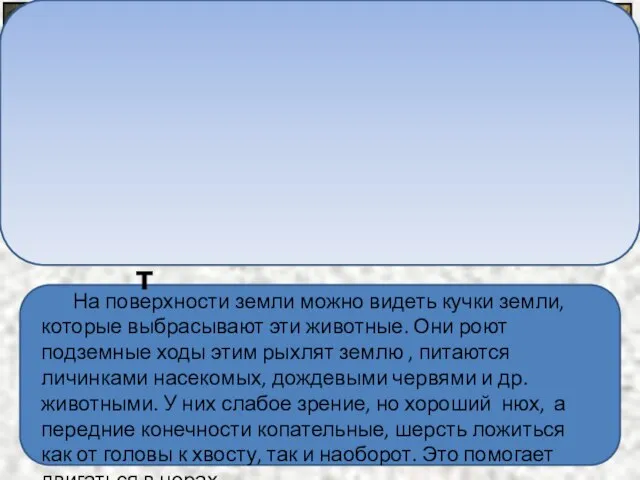 На поверхности земли можно видеть кучки земли, которые выбрасывают эти животные. Они