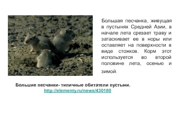 Большая песчанка, живущая в пустынях Средней Азии, в начале лета срезает траву