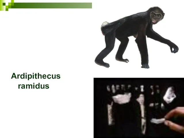 Ardipithecus ramidus