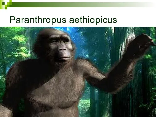 Paranthropus aethiopicus