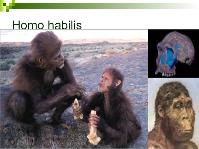 Homo habilis