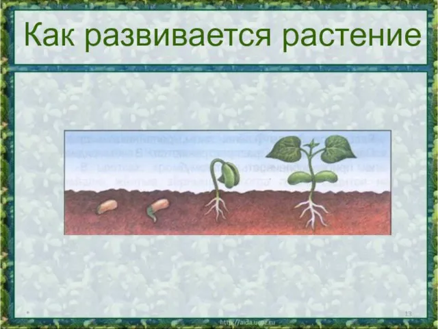 * Как развивается растение