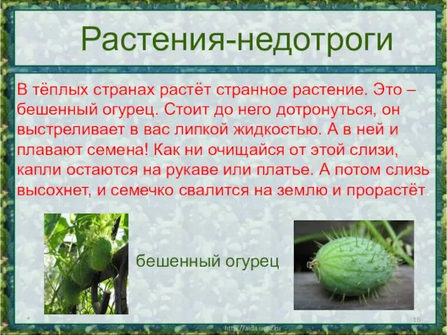* Растения-недотроги В тёплых странах растёт странное растение. Это – бешенный огурец.