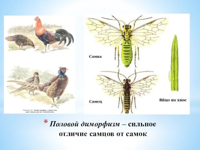 Половой диморфизм – сильное отличие самцов от самок