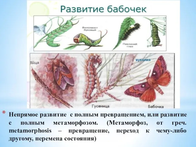 Непрямое развитие с полным превращением, или развитие с полным метаморфозом. (Метаморфоз, от