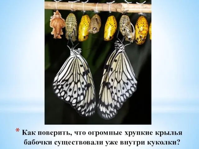 Как поверить, что огромные хрупкие крылья бабочки существовали уже внутри куколки?