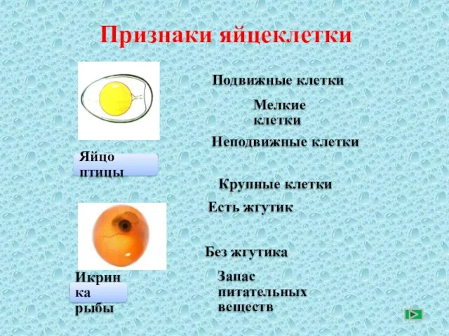 Признаки яйцеклетки