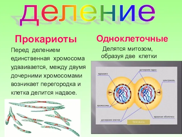 деление Прокариоты Перед делением единственная хромосома удваивается, между двумя дочерними хромосомами возникает