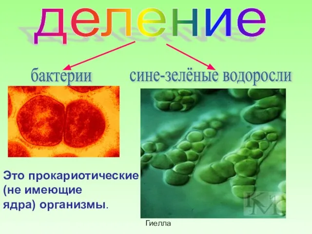 деление бактерии сине-зелёные водоросли Гиелла Это прокариотические (не имеющие ядра) организмы.