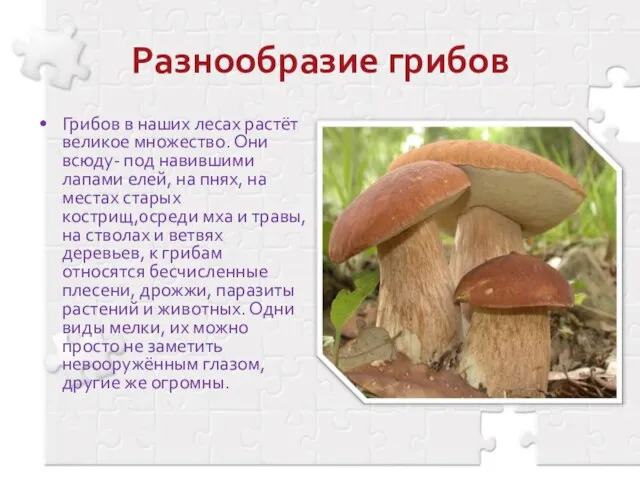 Разнообразие грибов Грибов в наших лесах растёт великое множество. Они всюду- под