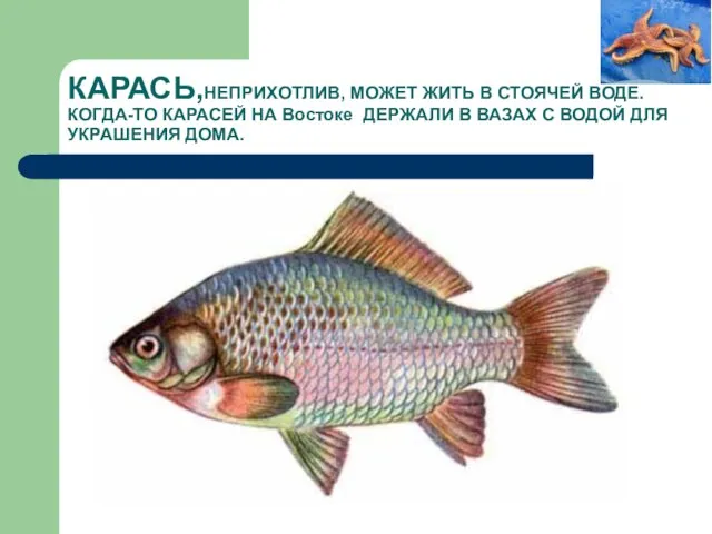 КАРАСЬ,НЕПРИХОТЛИВ, МОЖЕТ ЖИТЬ В СТОЯЧЕЙ ВОДЕ. КОГДА-ТО КАРАСЕЙ НА Востоке ДЕРЖАЛИ В