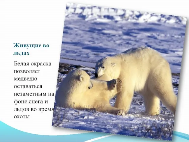 Живущие во льдах Белая окраска позволяет медведю оставаться незаметным на фоне снега