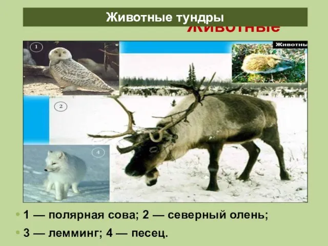 Животные тундры 1 — полярная сова; 2 — северный олень; 3 —