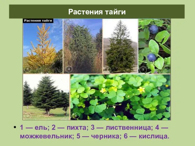 1 — ель; 2 — пихта; 3 — лиственница; 4 — можжевельник;