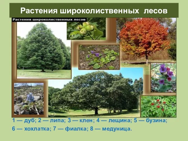 Растения широколиственных лесов 1 — дуб; 2 — липа; 3 — клен;