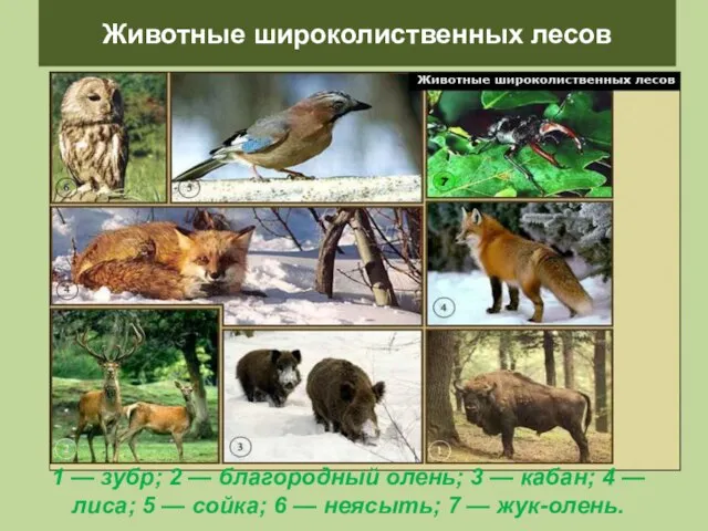 Животные широколиственных лесов 1 — зубр; 2 — благородный олень; 3 —