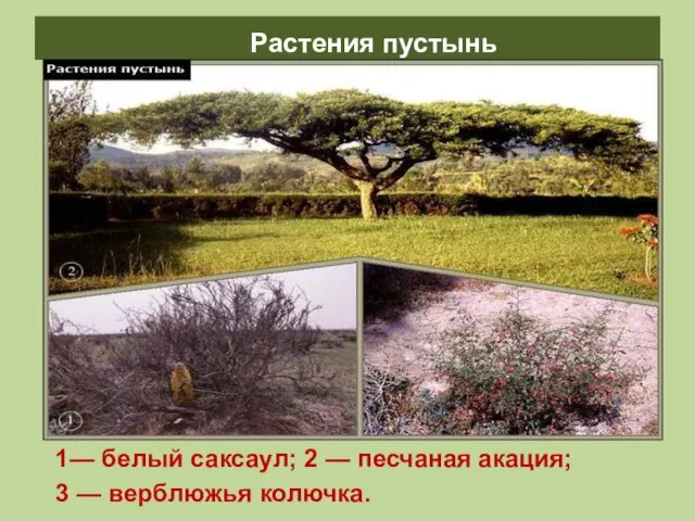 Растения пустынь 1— белый саксаул; 2 — песчаная акация; 3 — верблюжья колючка.