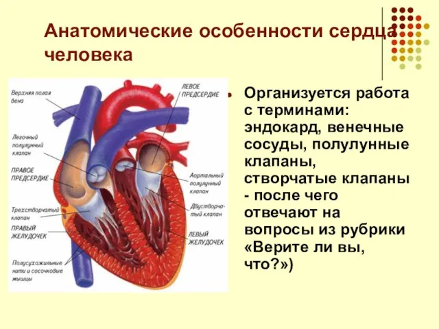 Анатомические особенности сердца человека Организуется работа с терминами: эндокард, венечные сосуды, полулунные