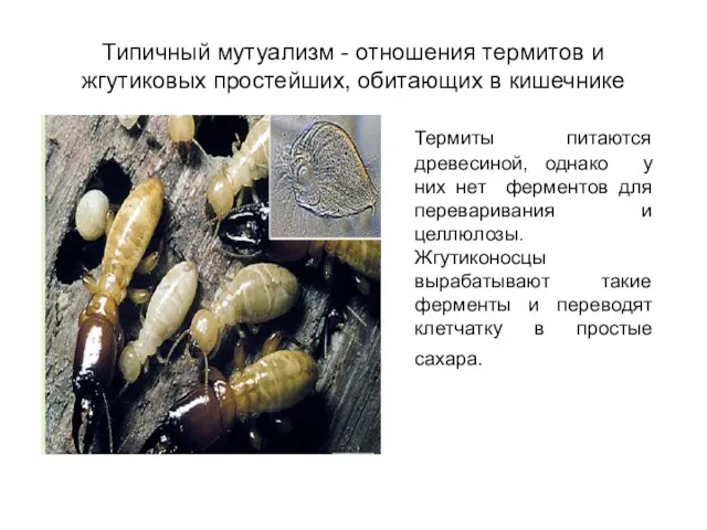 Типичный мутуализм - отношения термитов и жгутиковых простейших, обитающих в кишечнике Термиты