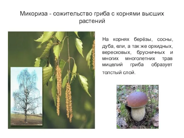 Микориза - сожительство гриба с корнями высших растений На корнях берёзы, сосны,