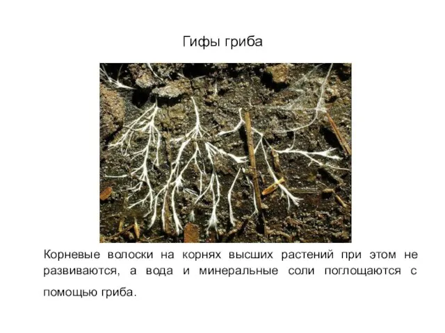Гифы гриба Корневые волоски на корнях высших растений при этом не развиваются,